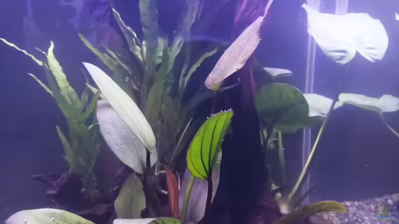 Aquarium Hauptansicht von Asien oder Südamerika???? von Vera_K. . (1)