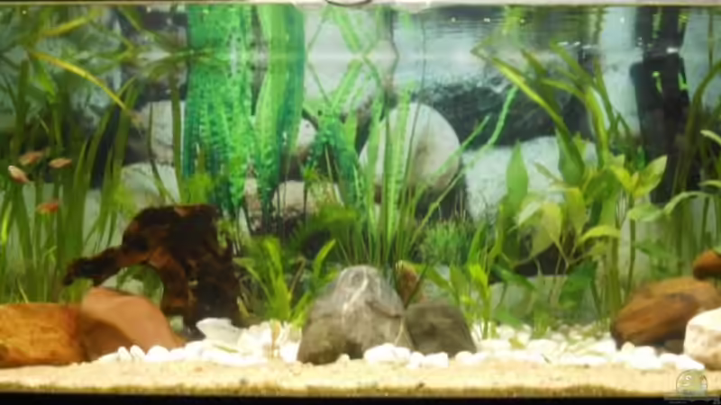 Aquarium Hauptansicht von Asien trifft Amerika von Benni King (1)