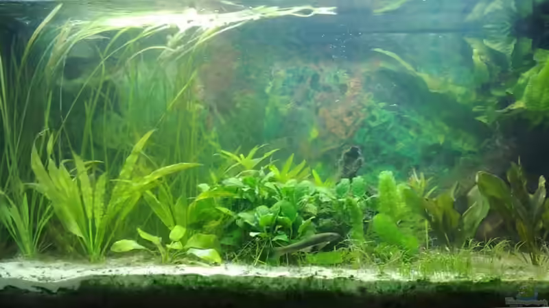 Aquarium Hauptansicht von Asien von lupo2001 (1)