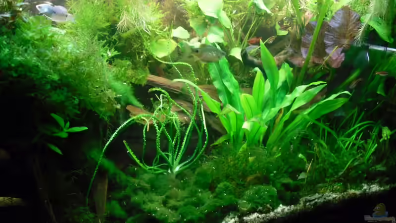 Aquarium Hauptansicht von Asien von Martin Osing (1)