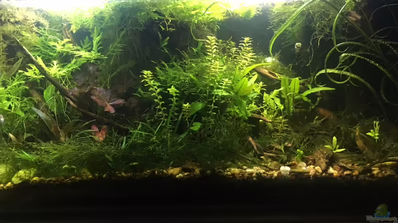 Aquarium Hauptansicht von Asienbecken &quot;Badis ruber&quot; von Harald Kästner (1)