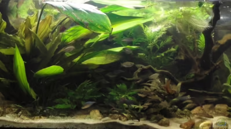 Aquarium Hauptansicht von Asienbecken (Existiert nicht mehr) von Laura (1)
