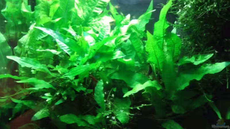 Aquarium Hauptansicht von Asienbecken mit Boraras urophthalmoides von Kuller (1)