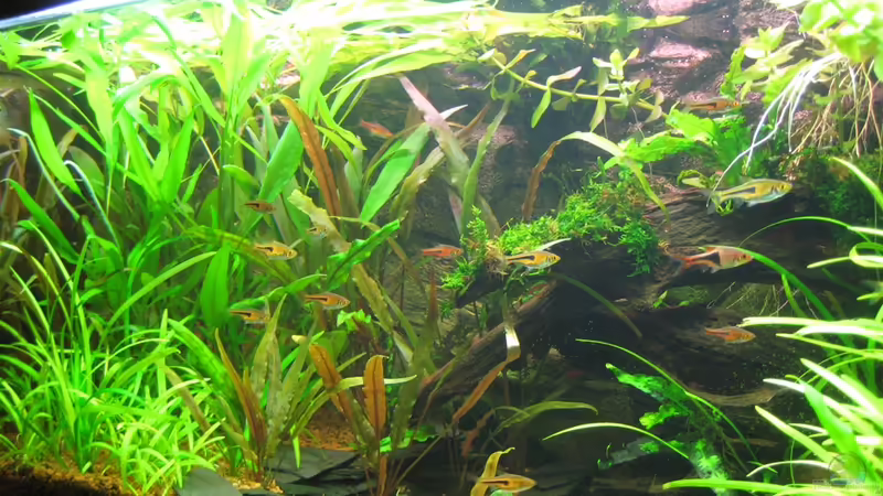 Aquarium Hauptansicht von Asienbecken von FwLwSichTrp (1)