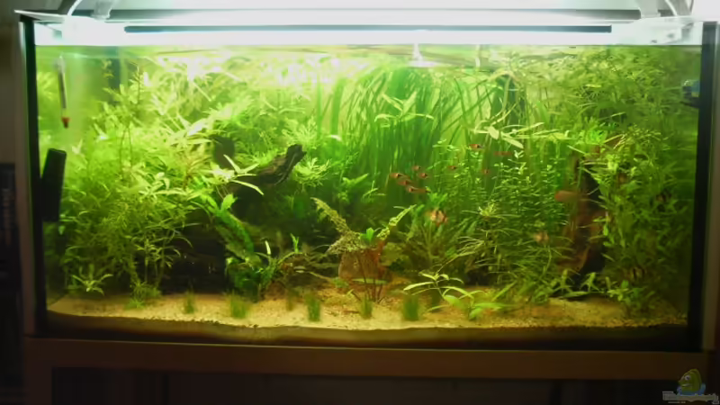 Aquarium Hauptansicht von Asienbecken