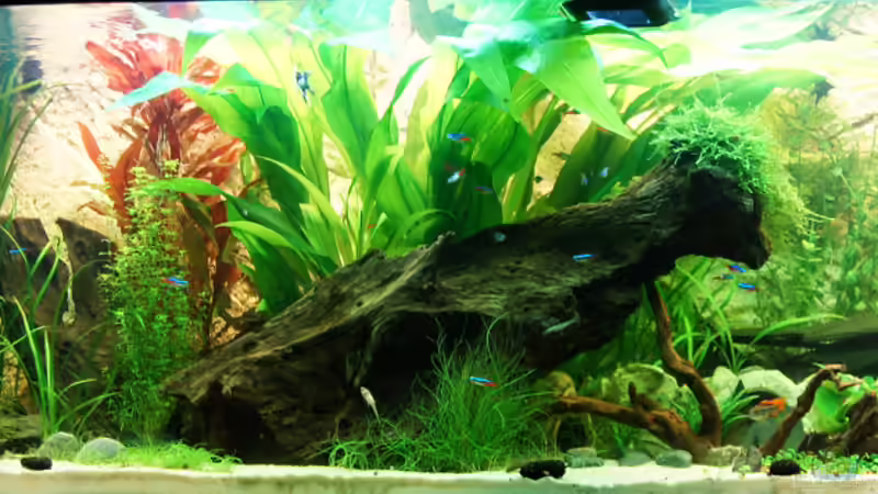 Aquarium Hauptansicht von Asizonas Rio240 von daKING (1)