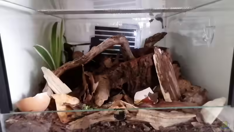 Aquarium Hauptansicht von Asselschön von Hexe (1)