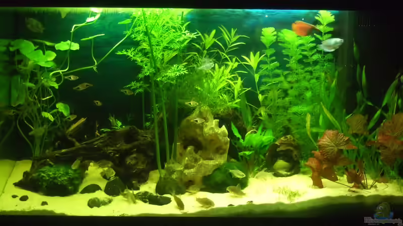 Aquarium Hauptansicht von auf Sand gebaut von Martino69 (1)