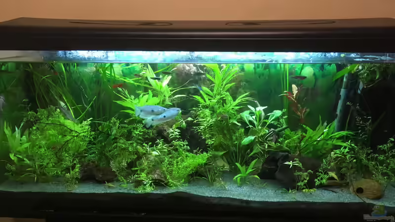 Aquarium Hauptansicht von Aufgelöst 2018 Becken 33929 Wald im Nebel von Ceylon (1)