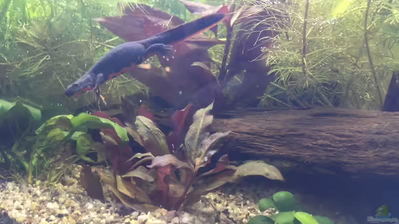 Aquarium Hauptansicht von Aufgelöst 33928 feuerbauchmolche von Ceylon (1)