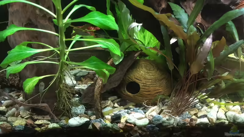 Aquarium Hauptansicht von Aufgelöst Becken 33922 Ceylons Raumteiler