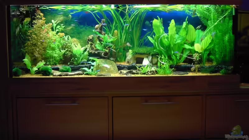 Aquarium Hauptansicht von Aufgelöst