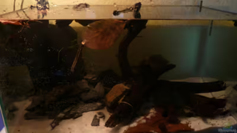 Aquarium Hauptansicht von Aufzucht Krebse von Cichlid Power (1)