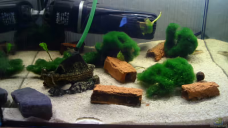 Aquarium Hauptansicht von Aufzuchtbecken von Dennis Weber