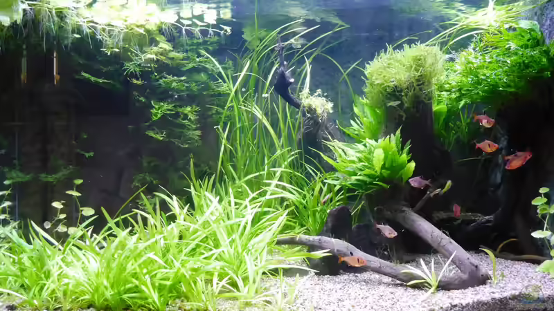 Aquarium Hauptansicht von B17468 ´Felsecke´ von borellii (1)