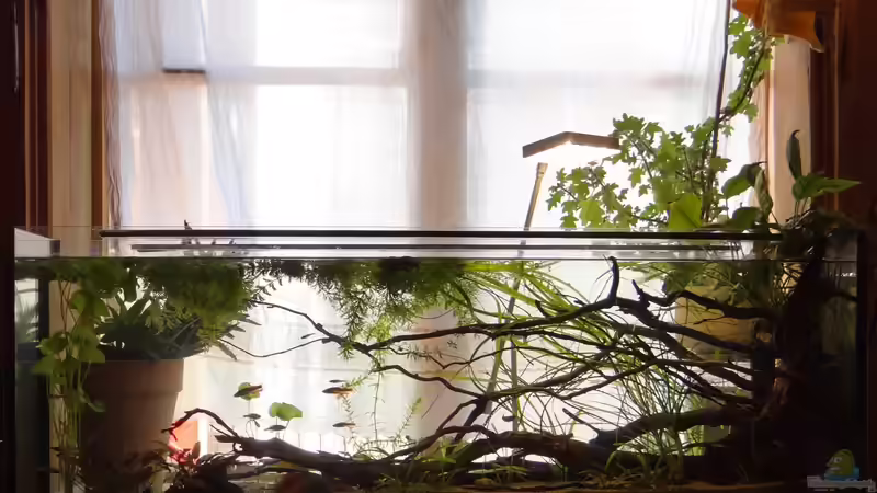 Aquarium Hauptansicht von Bach mit Wurzeln von paris (1)