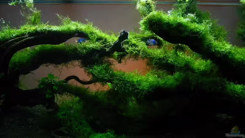 Aquarium Hauptansicht von Bachlauf im Tiefsten Jungle /Nur noch Beispiel