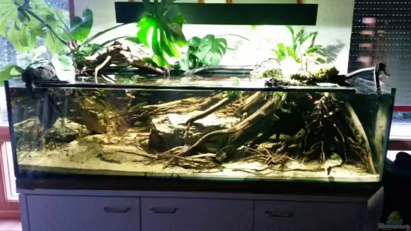 Aquarium Hauptansicht von Bachlauf Riparium von Markaroni (1)