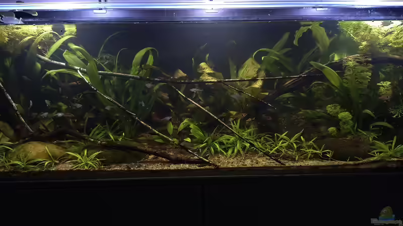 Aquarium Hauptansicht von Back to the roots - Restart von Blackwater (1)