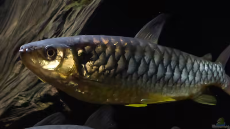 Aquarium Hauptansicht von Back to the roots (aufgelöst) von Blackwater (1)