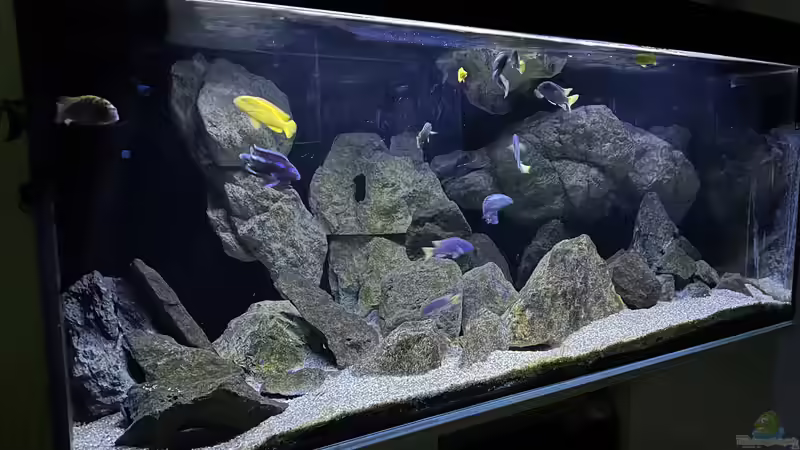 Aquarium Hauptansicht von Back to the stones von der Steirer (1)