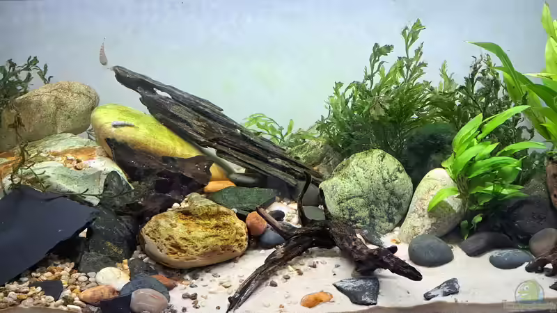 Aquarium Hauptansicht von Back to Vietnam von okefenokee (1)