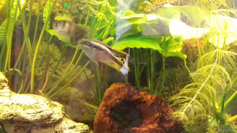 Aquarium Hauptansicht von Barsch/Fadenfisch von mamo2000 (1)