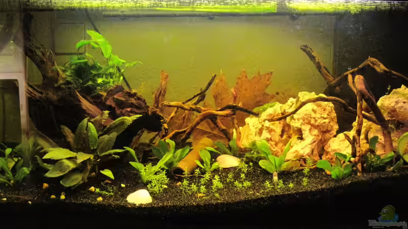 Aquarium Hauptansicht von Barschbecken von picknicker1982 (1)