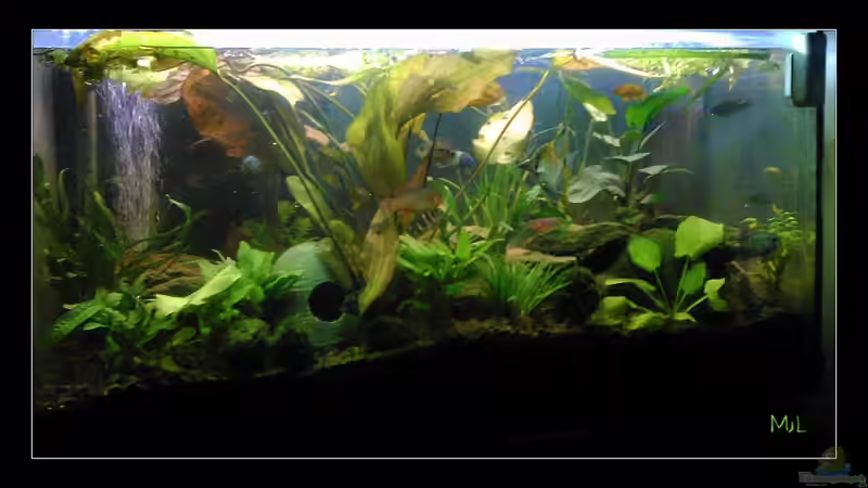 Aquarium Hauptansicht von Barschbecken