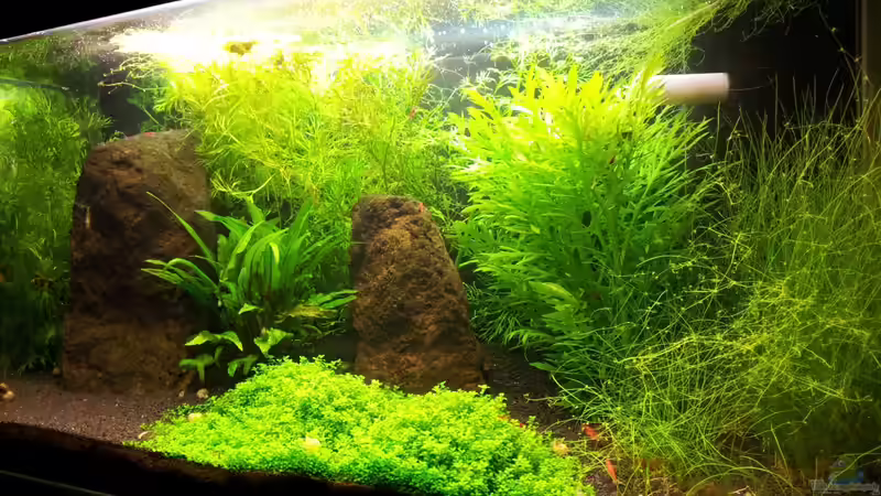 Aquarium Hauptansicht von Basalttürme