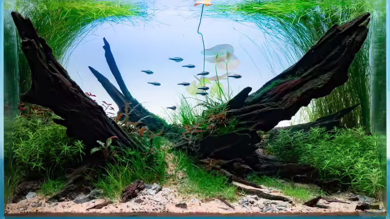 Aquarium Hauptansicht von Bátr von Fredo Fuss (1)