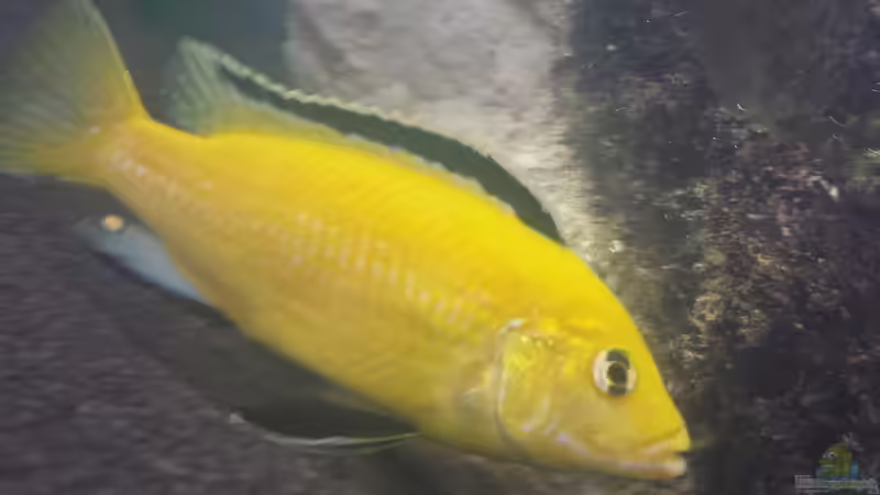 Aquarium Hauptansicht von Baustelle 0-8-15