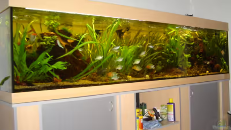 Aquarium Hauptansicht von Becken 1