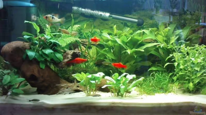 Aquarium Hauptansicht von Becken 10003 von Thomas Greve (1)