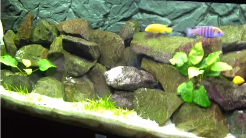 Aquarium Hauptansicht von Becken 10013