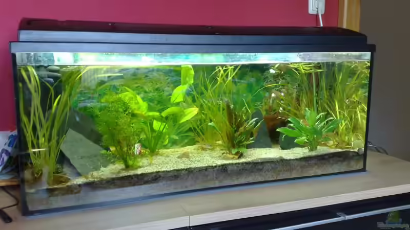 Aquarium Hauptansicht von Becken 10052 von Maximilian Liebl (1)