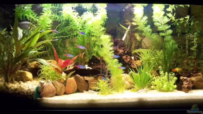 Aquarium Hauptansicht von Becken 10056 von KidVicious (1)