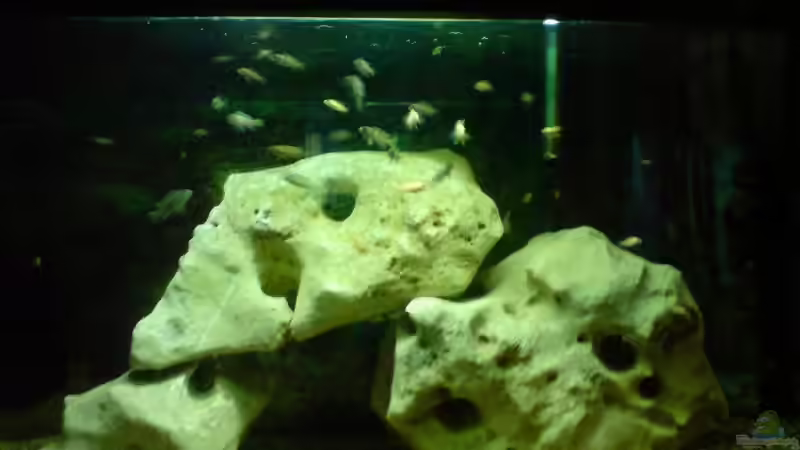 Aquarium Hauptansicht von Becken 10057 von Johannes Krieger (1)