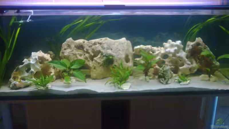 Aquarium Hauptansicht von Becken 10080