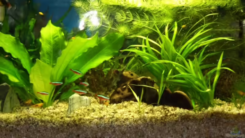 Aquarium Hauptansicht von Becken 10084