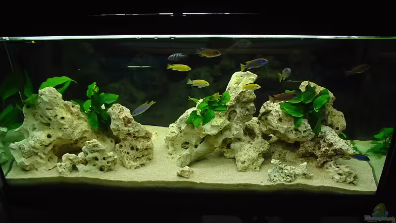 Aquarium Hauptansicht von Becken 1009 von Kai Lehmann (1)