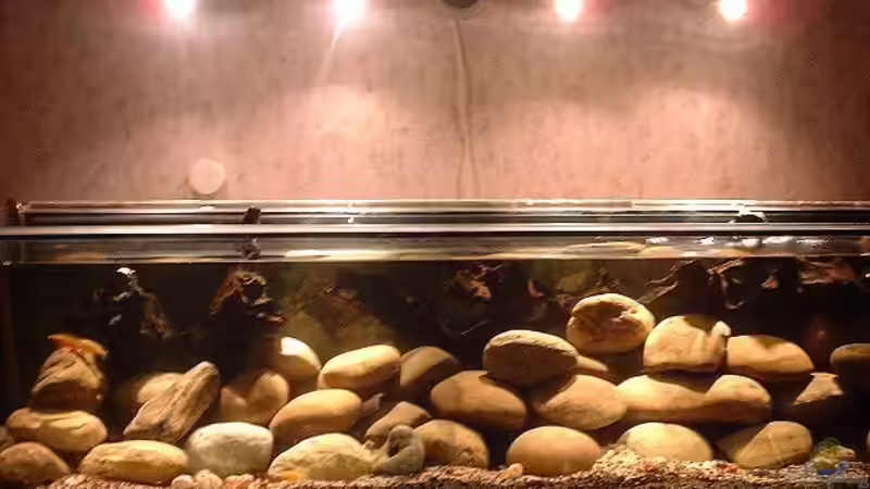 Aquarium Hauptansicht von Becken 101