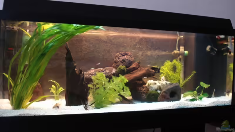 Aquarium Hauptansicht von Becken 10101