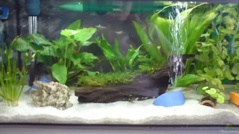 Aquarium Hauptansicht von Becken 10105