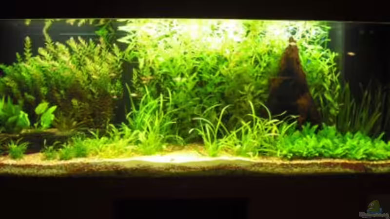 Aquarium Hauptansicht von Becken 10108