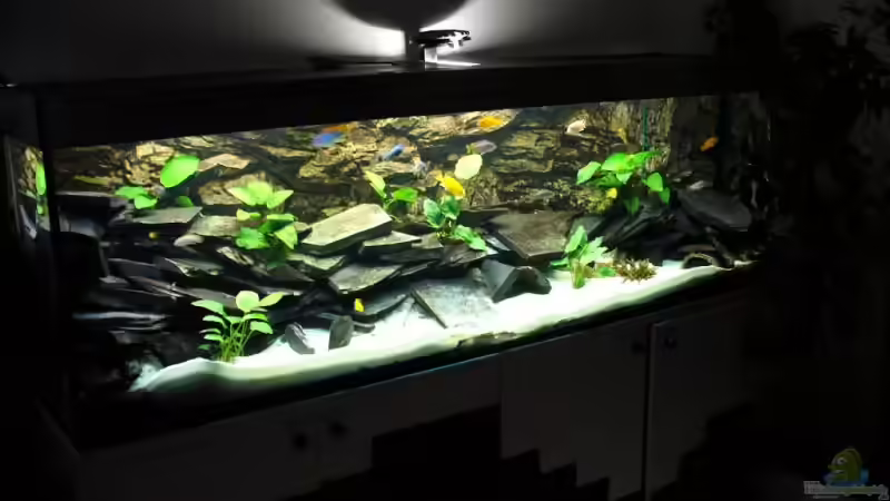 Aquarium Hauptansicht von Becken 10132