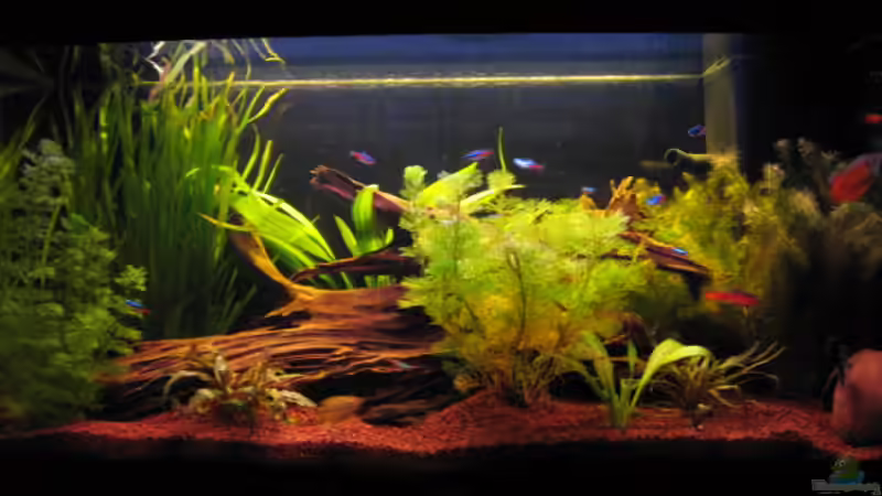 Aquarium Hauptansicht von Becken 10133 von Iglomer (1)