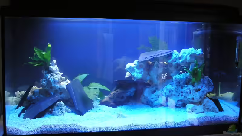 Aquarium Hauptansicht von Becken 1014