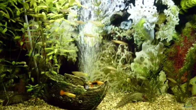 Aquarium Hauptansicht von Becken 10168 von Marc Holthausen (1)