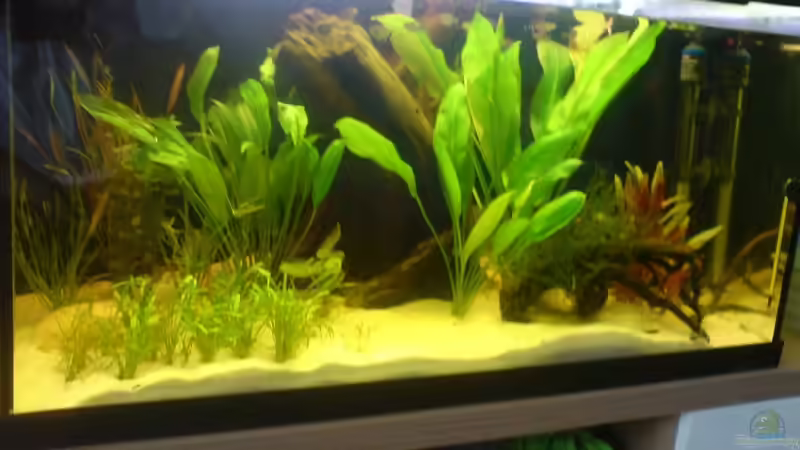 Aquarium Hauptansicht von Becken 10175 von Oliver Hüttner (1)